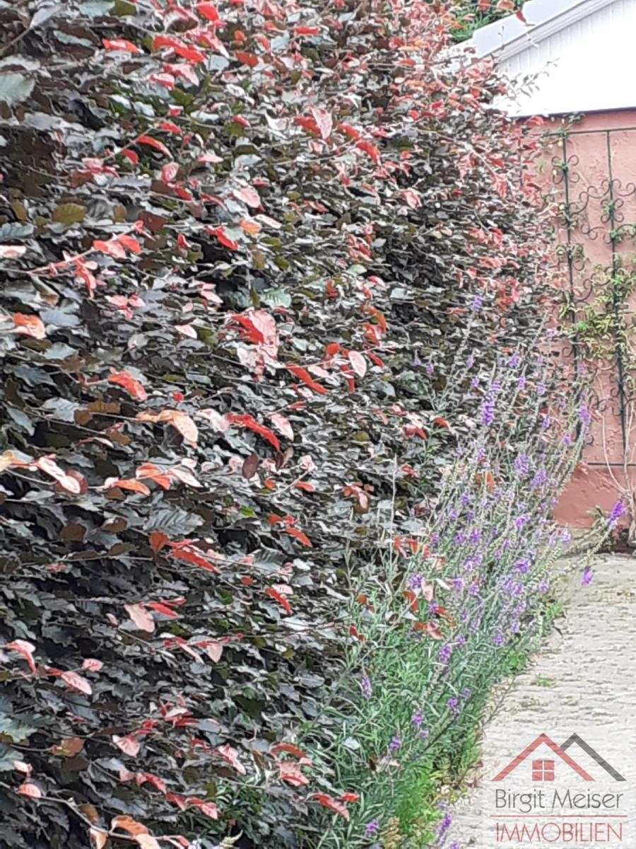 Hecke zur Garage Einfamilienhaus Bollewick