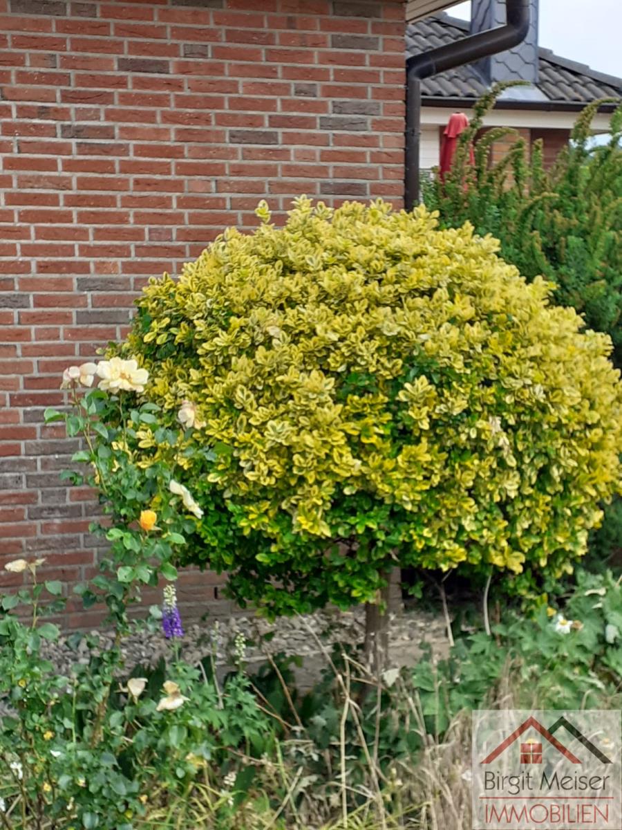 Blickfang Einfamilienhaus Bollewick